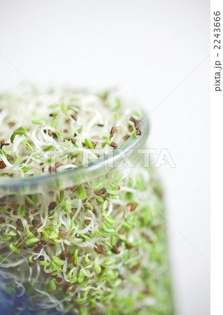 アルファルファ_08 2243666