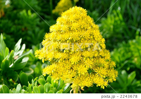 アエオニウムの花 2243678