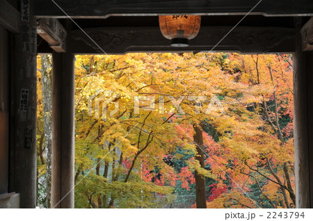 【四国八十八ヶ所】第四十三番　秋の明石寺　山門前の紅葉　愛媛県西予市 2243794