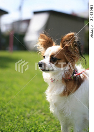 小型犬 白と茶色の犬 Mix犬の写真素材