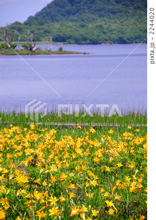 雄国沼とニッコウキスゲ 2244020