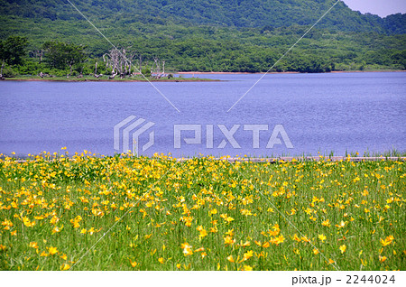 雄国沼とニッコウキスゲ 雄国沼とニッコウキスゲ 2244024