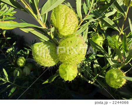 風船唐綿 風船唐綿 2244066