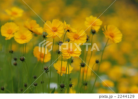 大金鶏菊 大金鶏菊 2244129