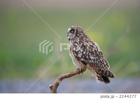 コミミズク 2244277