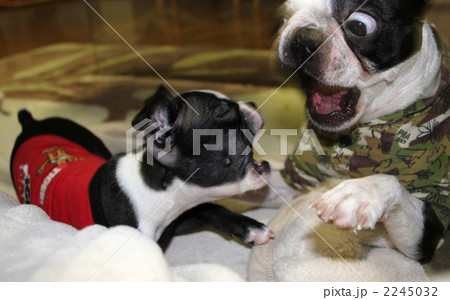 そんなに怒らないで・・・ 2245032