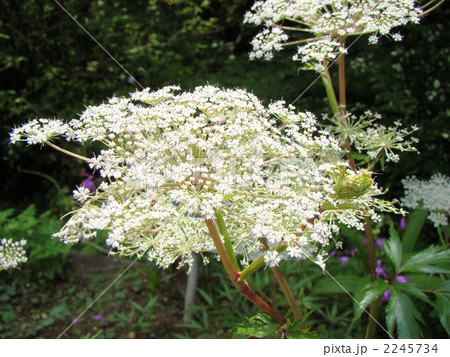 当帰 当帰 2245734