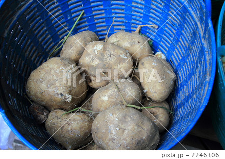 クズイモ ヒカマ マンゲーオ タイ王国 の写真素材 クズイモ ヒカマ マンゲーオ タイ王国 の写真素材