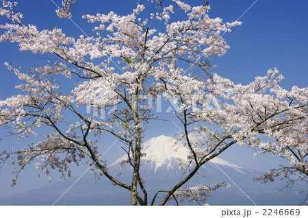 富士山と桜 2246669