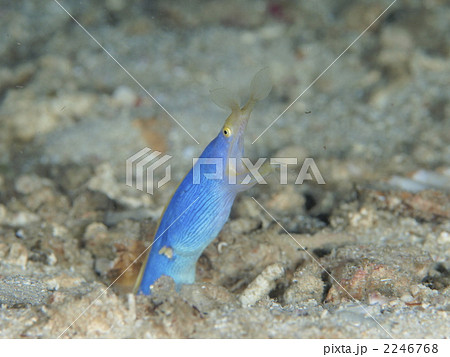 ハナヒゲウツボ 2246768