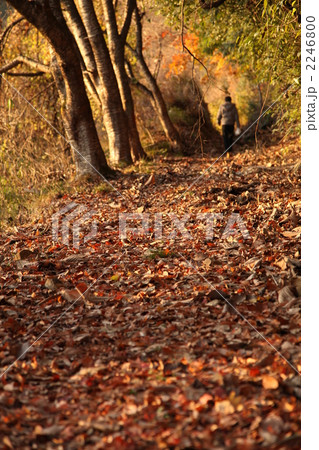 森林を歩く男性 2246800