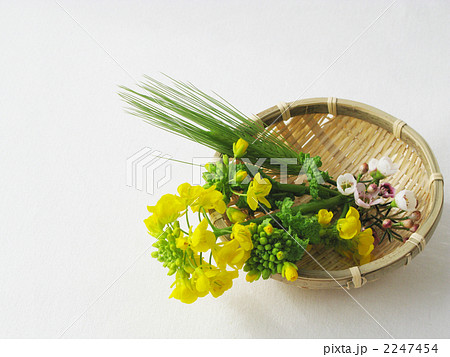 春の花摘み（横） 2247454