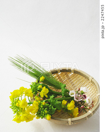 春の花摘み 2247455