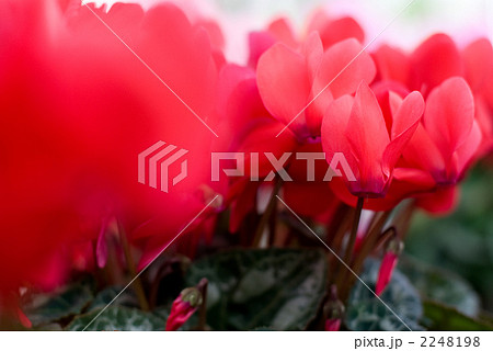 シクラメンの花 2248198