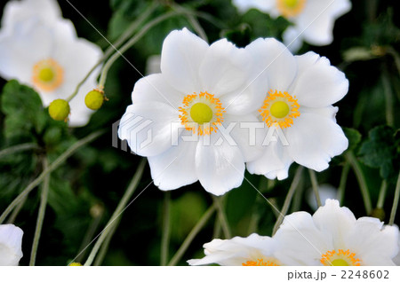 満開の秋明菊 満開の秋明菊 2248602