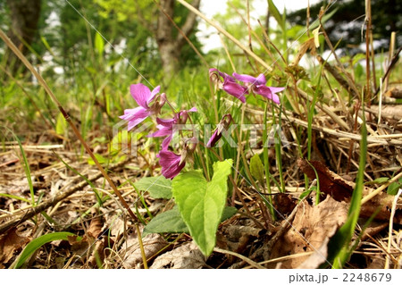 サクラスミレ 2248679