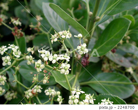 マサキの花 マサキの花 2248700