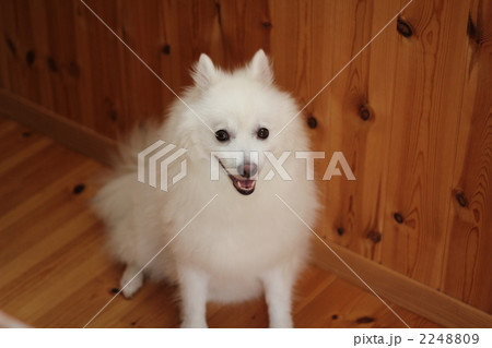 スピッツ スピッツ 2248809