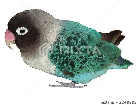 ブルーボタンインコのイラスト素材