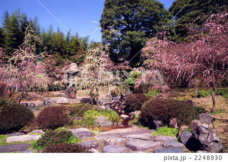 京都　城南宮　枝垂れ梅の庭園 2248930