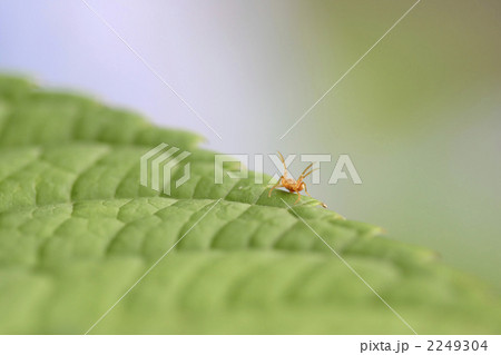 バンザ〜イ!! 2249304