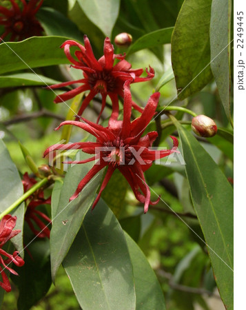 ベニバナシキミ ベニバナシキミ 2249445