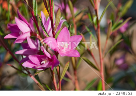 サザンクロス サザンクロス 2249552