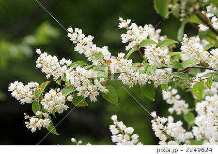 ウツギ ウツギ 2249624