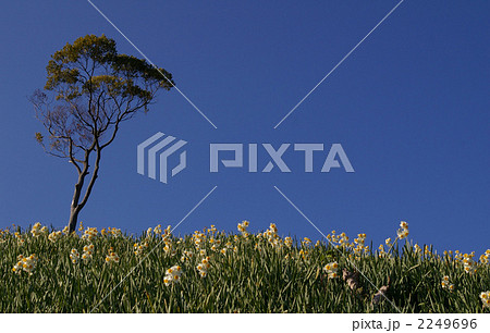 淡路島　灘黒岩水仙郷 2249696