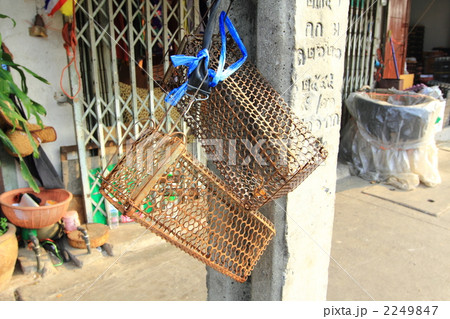 ネズミ捕り　バンコク　 2249847