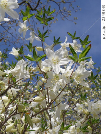シロヤシオ 2249849