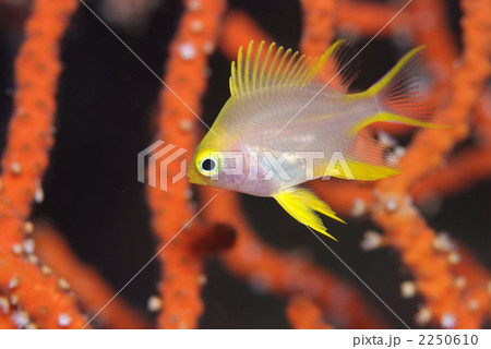 ヤマブキスズメダイ 2250610