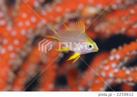ヤマブキスズメダイ 2250612