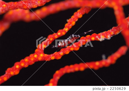 イソバナカクレエビ イソバナカクレエビ 2250629