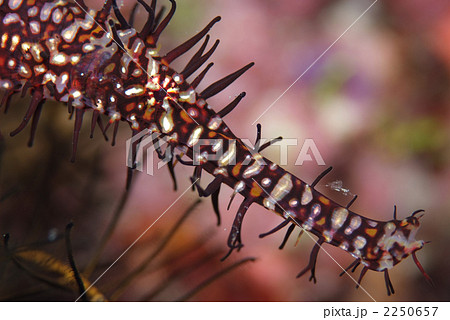 ニシキフウライウオ 2250657