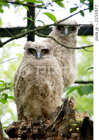 シマフクロウの幼鳥 2250977