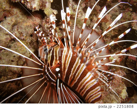 ミノカサゴ 2251808