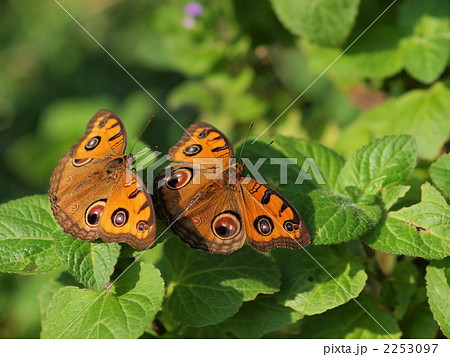 タテハモドキ 2253097