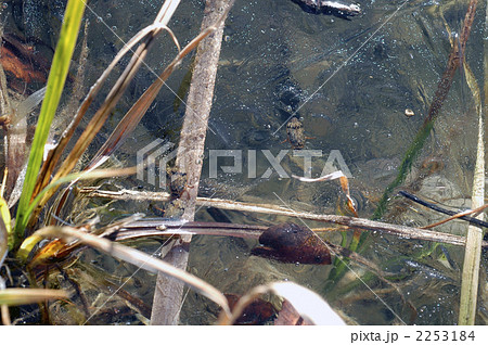 真冬のひとコマ 2253184