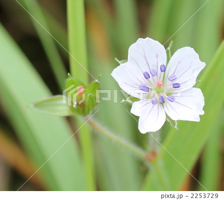 ゲンノショウコ 2253729