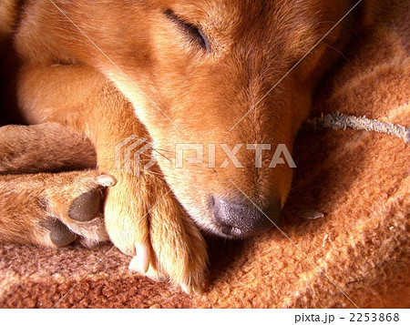 眠る犬の顔アップ 2253868