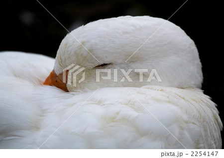 眠いアヒル 眠いアヒル 2254147