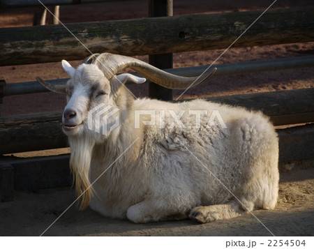 ヤギ 2254504