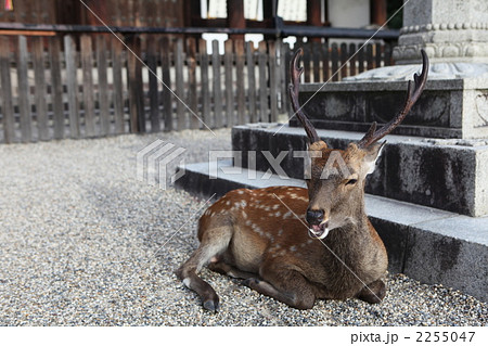 【日本・奈良】奈良公園の鹿・変顔をする鹿 【日本・奈良】奈良公園の鹿・変顔をする鹿 2255047