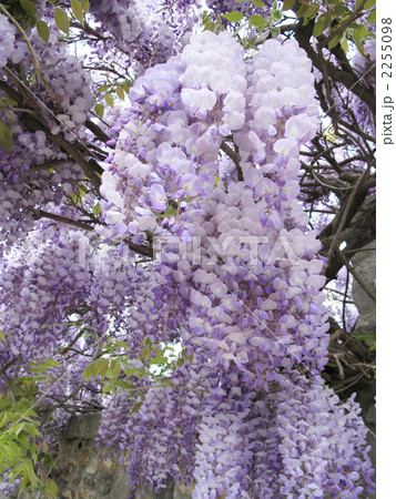 バルビゾンの藤の花 バルビゾンの藤の花 2255098