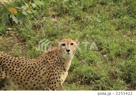 ヒョウ 2255422