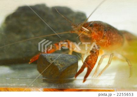 水槽の中のザリガニ 2255653