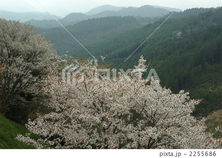 山桜 2255686