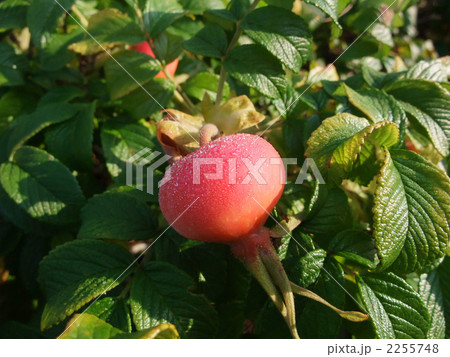 朝露の付いたハマナス 2255748