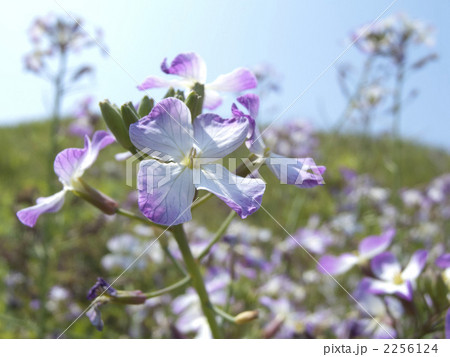 浜大根 浜大根 2256124